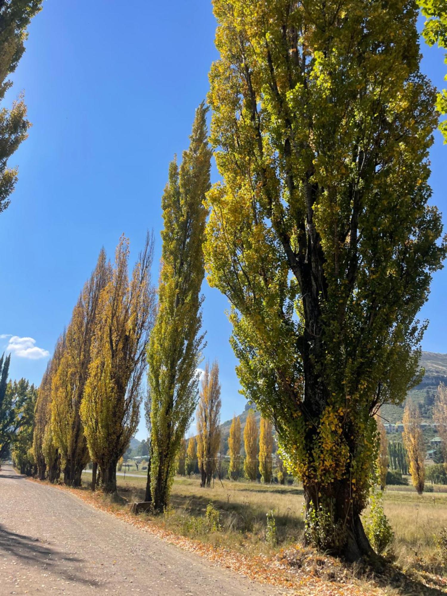 Periwinkle, Grove ,Acorn & Sage Cottages Кларенс Екстер'єр фото